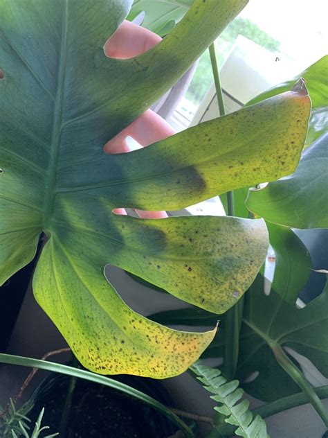 bumps on monstera stem|9 Reasons for Brown Spots on Monstera (And How to。